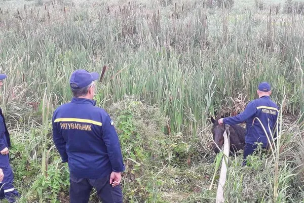 Три дні у водоймі: на Волині з каналу витягли коня (фото, відео)