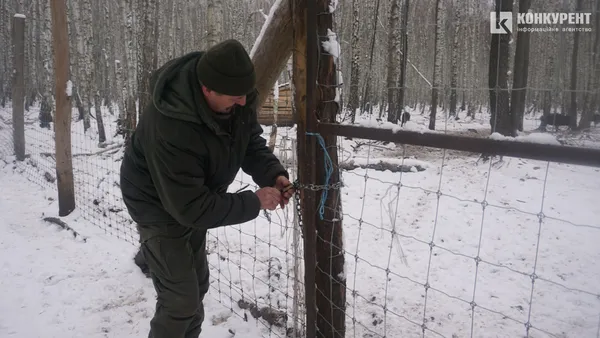 Кабанчики починають бігти до огорожі, коли приходить Мирослав