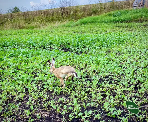Волинські лісівники розводять зайчиків (фото)