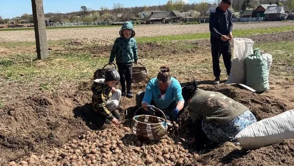 70 мішків «під коня»: як на Волині всією родиною висаджують гектари картоплі (фото, відео)