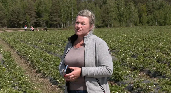 Смородина, полуниця, обліпиха: як на Волині вирощують ягоди (фото, відео)