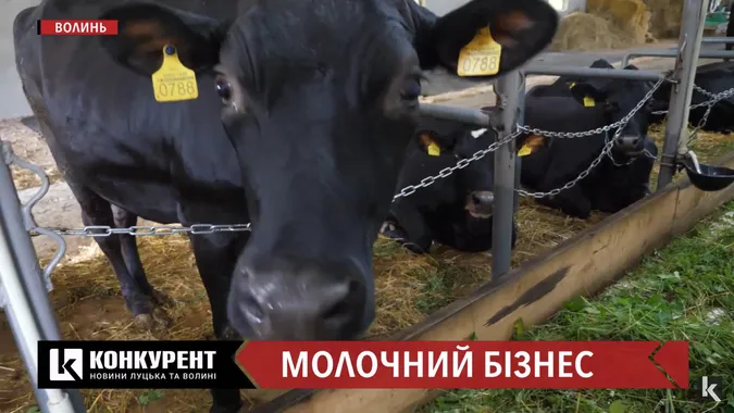 Як створити молочну ферму. Історія бізнесу волинської сім’ї (відео)