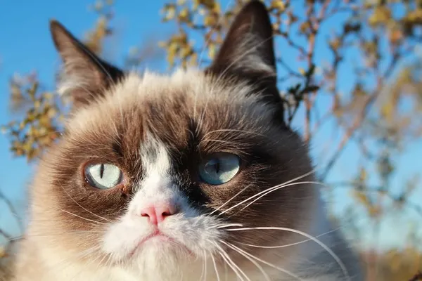 Знаменита в Instagram сердита кішка Grumpy Cat померла (фото)