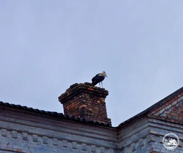 Вперше за 20 років: у центр Чорнобиля повернулися білі лелеки (фото)