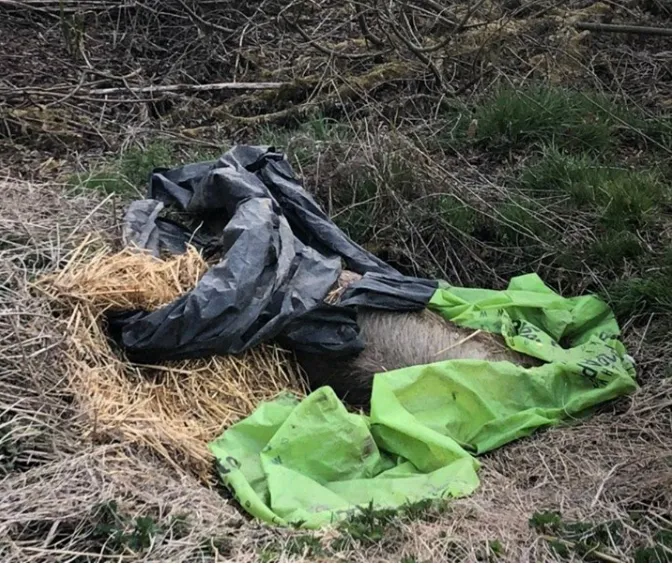 Будівельний непотріб і тушка свині: біля Луцька – звалище сміття (фото)