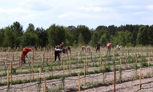 Замість чагарників – десятки гектарів ягід: як на Волині розбудовують найбільшу органічну плантацію (фото)