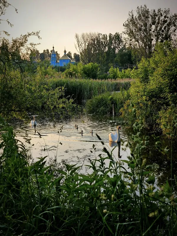 Цілющі і шалено красиві: у селі біля Луцька причаїлися прозорі джерела (фото)