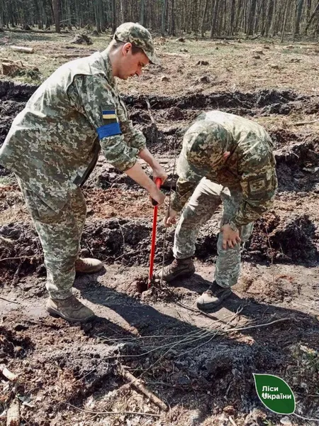 Ліс створює необхідні бар’єри: на Волині прикордонники висаджують дерева (фото)