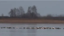 Гуси, лебеді, качки: в озері на Волині – аномально велике скупчення водоплавних птахів (фото)