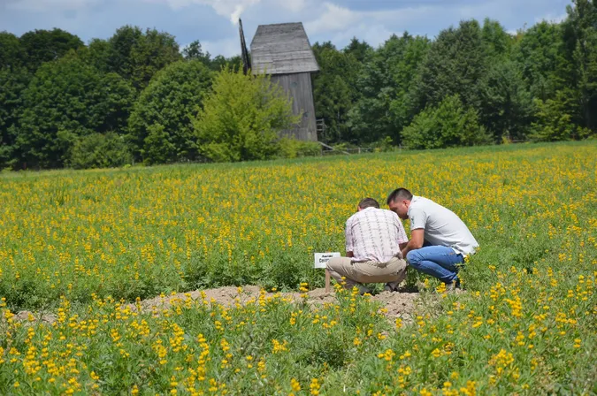 «Москаль», «Леді» і скажений агроном: як у Рокинях відзначили День поля (фото)