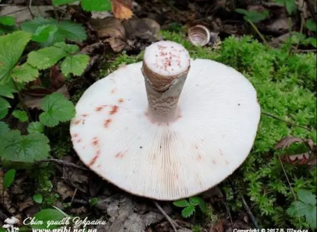 Справжній делікатес: у лісах Полісся росте солодкий мухомор (фото)