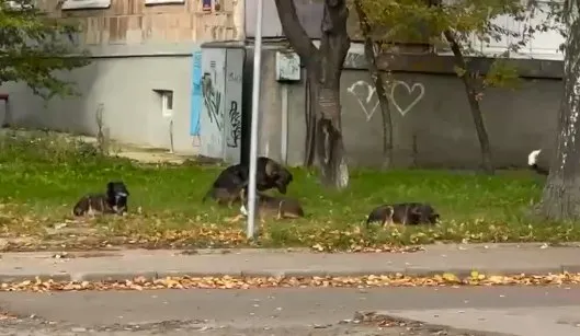 Нападають та кусають: зграя собак тероризує мешканців Січової у Луцьку (відео)