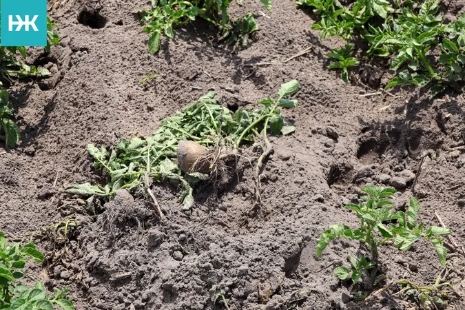 Вже вшосте за рік: на Волині дикі кабани масово нищать городину селян (фото)