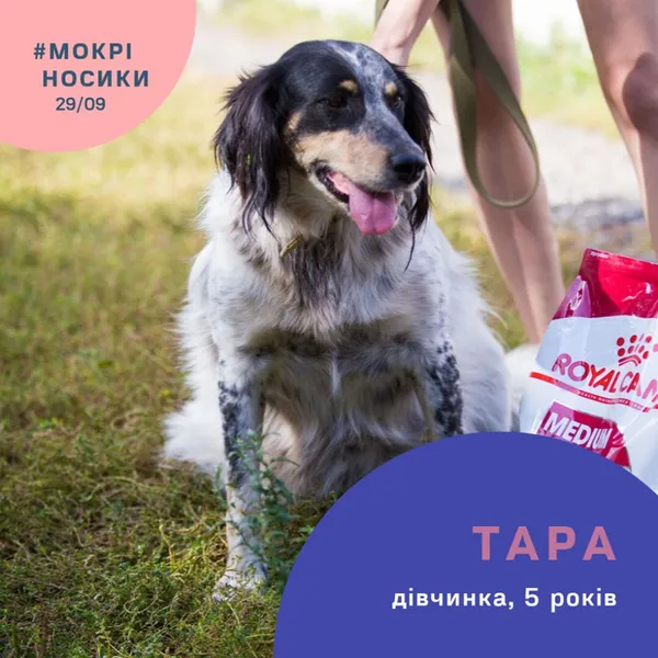 Безпритульні собаки у всій красі: показали учасників фестивалю «Мокрі носики» (фото)