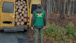 На Волині спіймали бус, набитий деревиною з Нацпарку (фото)