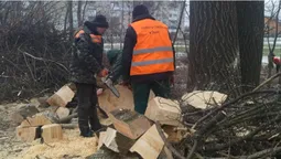 У Луцьку зрізають аварійні дерева (фото)