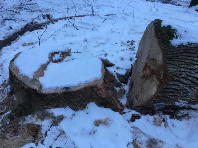 Під Луцьком знищують 200-літні дуби (фото)