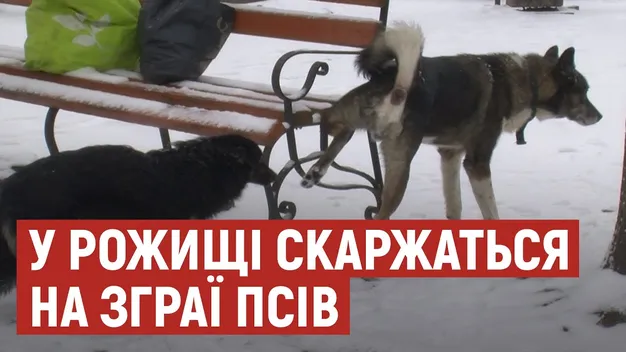 П'ять покусаних людей за тиждень: у місті на Волині страждають від вуличних псів