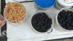 На Волині масово скуповують ягоди: скільки коштує смородина, чорниця, шовковиця та порічки  (фото)