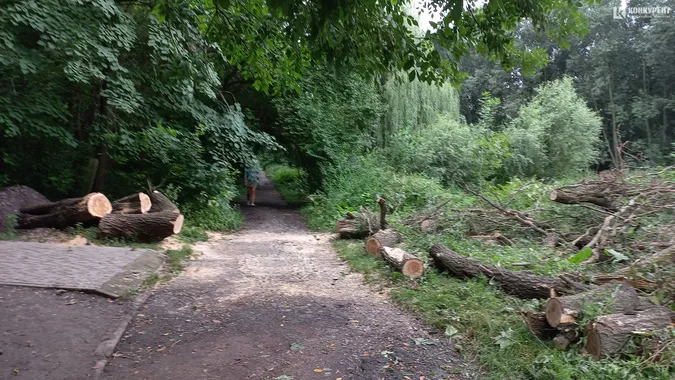 У луцькому ботанічному саду на Шопена падають дерева (фото)