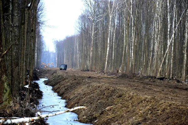 Лісоповал по-волинськи: лісівники показали особливості роботи (фото)