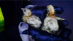 На Львівщині з палаючого пташника врятували понад 23 тисячі курчат (фото)