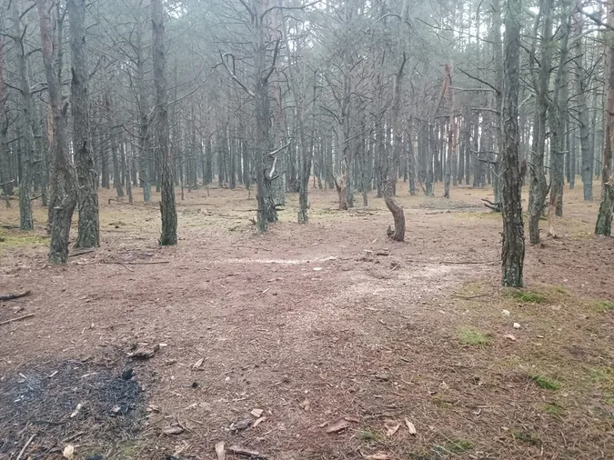 У лісі на Волині виявили гори сміття (фото)