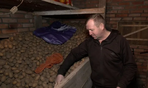 Микола Наумук вибирає картоплю на продаж
