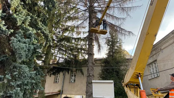 У центрі Луцька зрізають хворі дерева (фото, відео)