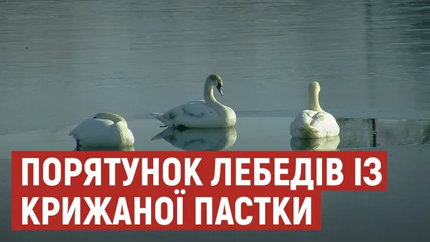 У Луцьку врятували родину лебедів, які примерзли до криги (відео)
