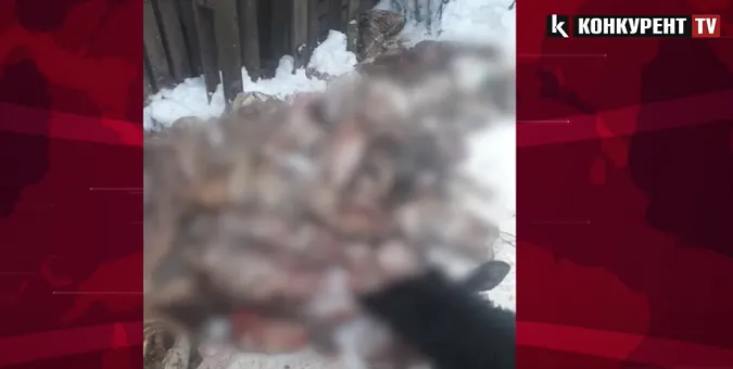 Під Луцьком голодних собак хотіли «нагодувати» рештками порубаних тварин (відео)