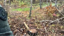 На Волині виявили незаконну вирубку у заказнику: збитки – понад 385 тисяч гривень