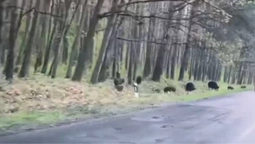 Поблизу Ківерців сміливі кабанчики виходять до людей (відео)