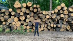 На Волині виявили 870 колод незаконно зрубаних дубів: що з ними зробили (фото)