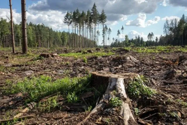 Обвал на ринку деревини: ціни на лісопродукцію впали майже вдвічі