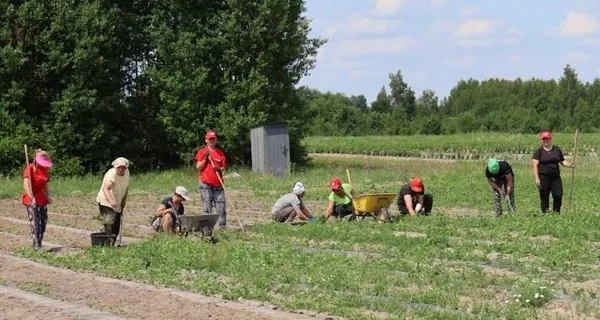 Замість чагарників – десятки гектарів ягід: як на Волині розбудовують найбільшу органічну плантацію (фото)
