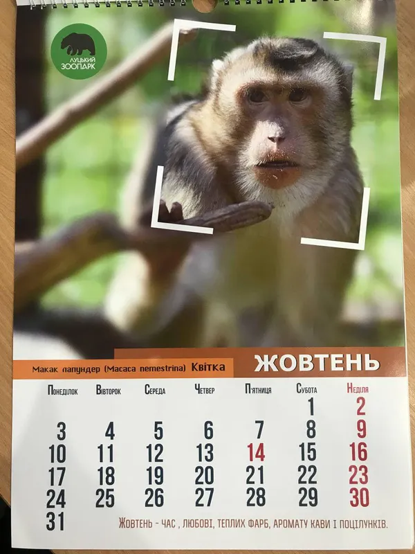 Рік тигра: «Луцький зоопарк» випустив календар на 2022 рік (фото)