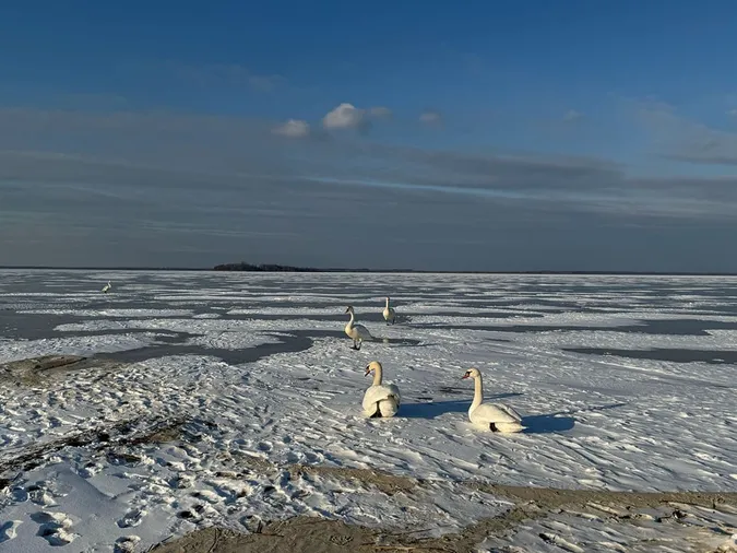 Суворі морози і крига на озерах: як зимують лебеді в нацпарку на Волині (фото)