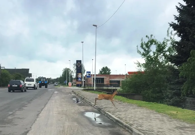 На волинській автотрасі біля ресторану «прогулювався» дикий козел (фото)