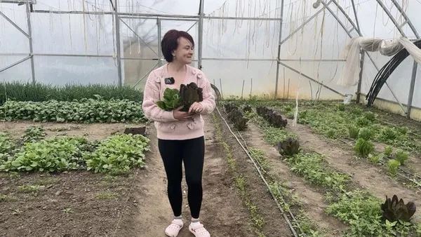Теплиця, в якій сім'я вирощує зелень