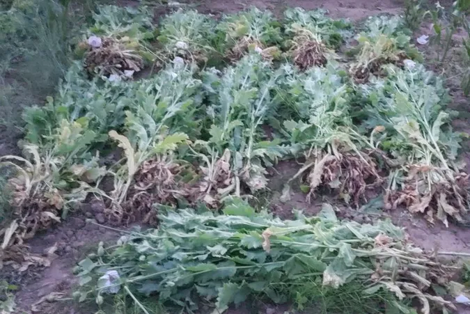 Волинянка облаштувала на городі плантацію опійного маку (фото)