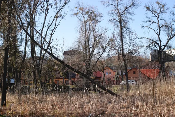 Бобри поїли: коли з луцького парку приберуть повалені дерева (фото)