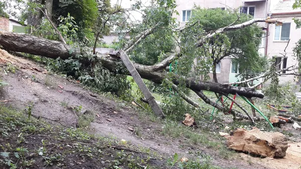 Лучанка просить пообрізати «5-поверхові» каштани (фото)