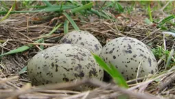 Через яйця у Шацькому нацпарку закликають не ходити в очерет (фото)