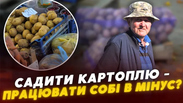 «Вродила половина»: волиняни бідкаються на врожай картоплі та пояснюють, що буде з цінами (відео)