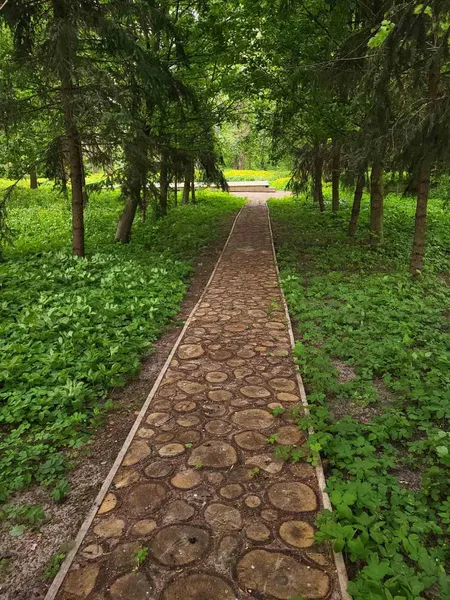 Успішно розмножуються: на острові Світязя порахували бакланів