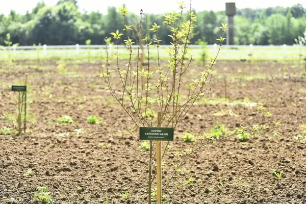 Лісівники Володимирщини створили дендропарк (фото, відео)