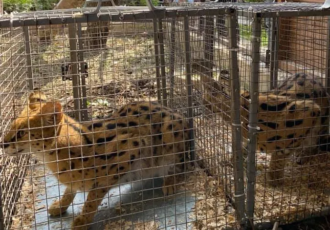 Пухнасті і хижі: що відомо про нових «котиків» Луцького зоопарку