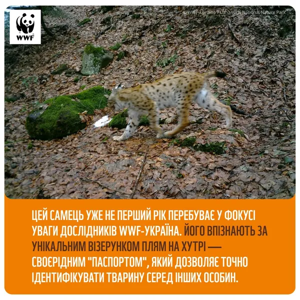 Ходить між двома країнами: у Карпатах зафіксували унікальну «гіперактивну» рись (фото)