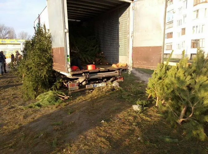 У Луцьку продавці ялинок знищують зелені зони (фото)
